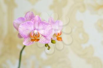 A tender pink orchid on a warm golden background.