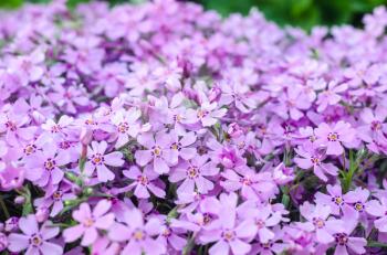 Purple creepeing phlox subulata flowers. Natural background