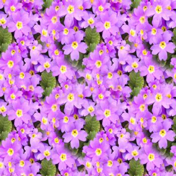 Blossom primula background. Floral spring primrose. Seamless texture of flowers. Seamless floral pattern. Closeup of blooming spring flowers.