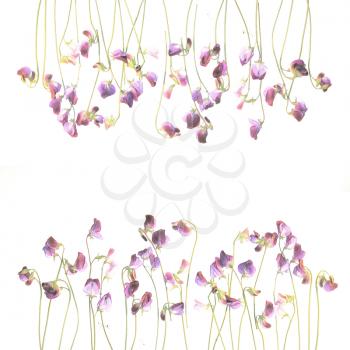 Pretty violet watercolor sweet pea flowers. Flowers fragrant pea. Design template with place for your text. Watercolor backdrop can be used for web page background, identity style, printing.