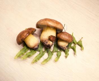 Suillus Luteus mushrooms. Variety of edible forest mushrooms Slippery Jack.