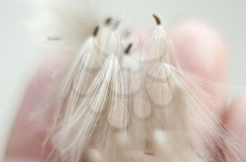 White fluffy dandelion on the blurred background. Macro photo.