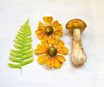 Aspen mushrooms. Orange-cap mushroom isolated on wooden background with fern and flowers.