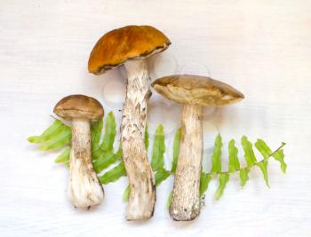 Aspen mushrooms. Orange-cap mushroom isolated on wooden background with fern.