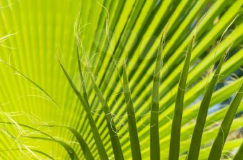 Tropical palm leaves. Close-up view of fresh green palm tree leaf.