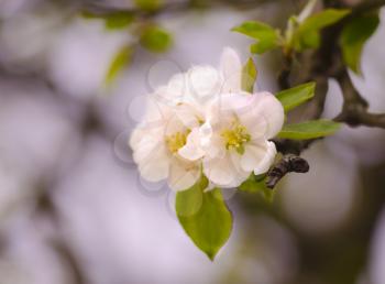 Beautiful white flowers in spring. First flower bloomed in the apple tree.