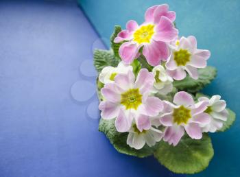 Spring primrose flowers. Floral background with primrose flowers. Delicate primula flowers on a blue and turquoise background.