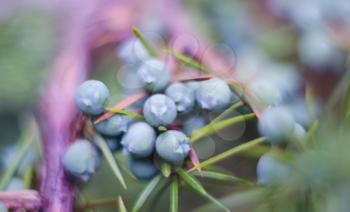Bunch of juniper berries on a blurred background.
