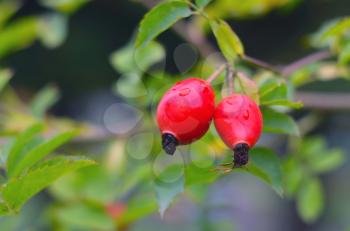 Close-up of dog-rose berries. Dog rose fruits Rosa canina. Wild rosehips in nature.