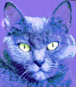 Portrait of cat. Animalistic print. Pop art style.