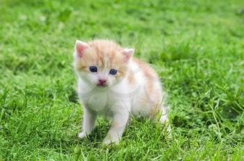 One little kitten outdoor in green grass.