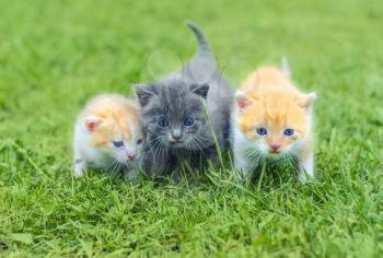 Three cute little kittens walking on a green grass in the garden.