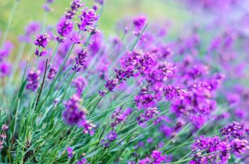 Beautiful blossoming wild purple flower in a field. Nature background with beautiful fresh flowers.