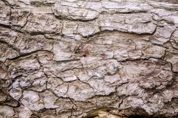 Tree bark texture on firewood. Wood bark background.