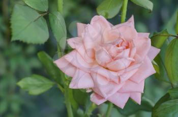 Beautiful single peach rose on a blurred green background.