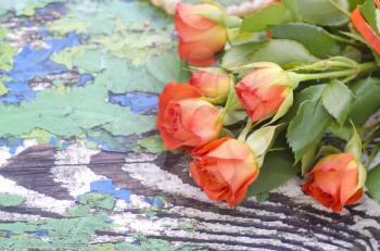 Orange roses on a vintage shabby texture background. A photo with a place for greetings.