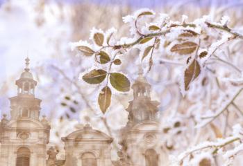 Leaves of roses in the frost on the background of the medieval city of Lviv. Double exposition using the archetype and plants.