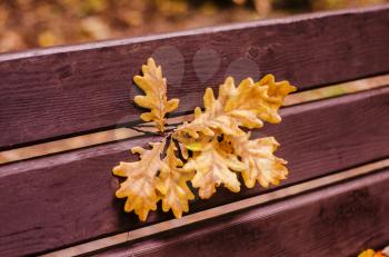 Oak leaves on a wooden bench in the park. Autumn photo.