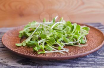 Sunflower seedlings on a clay plate on a wooden background. Organic microgreens.