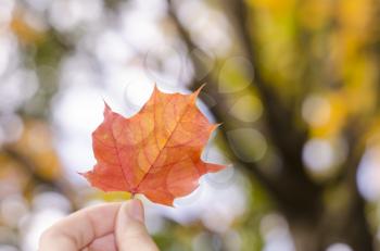 Autumn maple leaf in fingers. Autumn background with blurred trees.