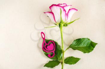 Rose with a decorative heart in the shape of a treble clef with pink felt. Valentine's day, mother's day congratulation