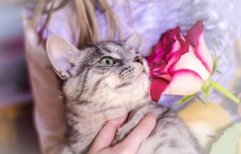 Gray kitten with a rose in the hands of the child.Photo with a pet. Greeting card