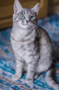 Gray kitty with green eyes with striped color. The pet's picture