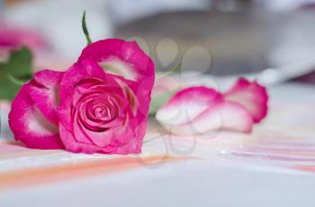Pink rose in the shape of a heart on a blurred wooden background.Photo for in love, Valentin's day concept.
