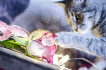 Young funny cat plays with rose petal.