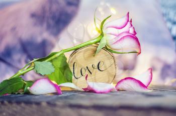 Pink with white rose with a wooden inscription love.Valentin day and romantic concept photo.