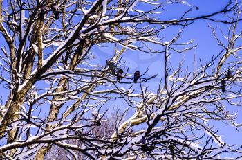 Birds in winter. Bird perched on a tree branch with a blue sky background. Winter background.