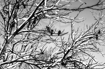 Birds in winter. The bird was sitting on a tree branch. Black and white photo.