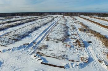 The felled trees lie under the open sky. Deforestation in Russia. Destruction of forests in Siberia. Harvesting of wood.