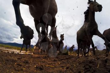 A view from below on the hooves of horses. Running forward horses on the prairies.