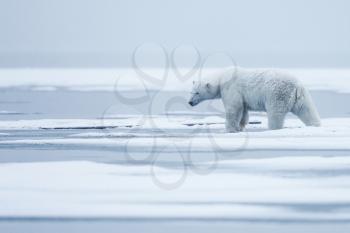 Polar bear, northern arctic predator. Polar bear in natural habitat.