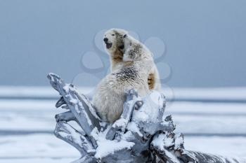 Polar bear, northern arctic predator. Polar bear in natural habitat.