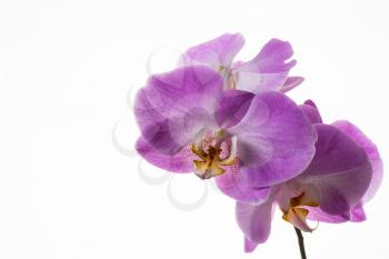 Branch of fresh phalaenopsis orchids on white background. Flower frame. Flower background. Flower bouquet. Greeting card. Mothers day. Place for text. Copy space. Orchids