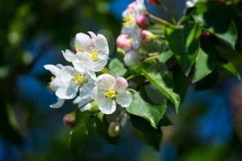 Springtime apple blossoms, selective focus. Apple tree.  Apple orchard. Apple blossom. Spring flowers