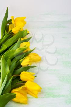 Row of yellow  tulips on light green background, vertical, copy space. Flowers greeting.  Flowers postcard. Flower frame. Spring flower