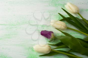White and purple fresh tulips background. Flower frame. Flower background. Flower bouquet. Greeting card. Mothers day. Place for text. Copy space
