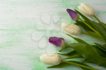 White and purple fresh tulips. Flower frame. Flower background. Flower bouquet. Greeting card. Mothers day. Place for text. Copy space