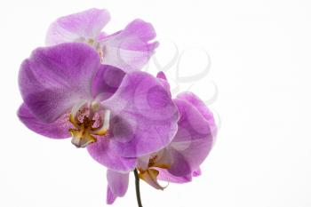 Fresh phalaenopsis orchids branch on white background. Flower frame. Flower background. Flower bouquet. Greeting card. Mothers day. Place for text. Copy space. Orchids