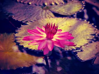 Lotus flower  floating in a pond. Vintage toned. Waterlily. Water lily. Lotus flower. Lily flower. 