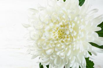 Spring summer fresh white chrysanthemum flowers on white painted wooden planks. Mother's day greetings. Birthday congratulations. Selective focus. Сopy space for message. Postcard. Toned image