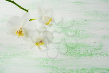 White phalaenopsis orchids branch. Flower frame. Flower background. Flower bouquet. Greeting card. Mothers day. Place for text. Copy space. Orchids