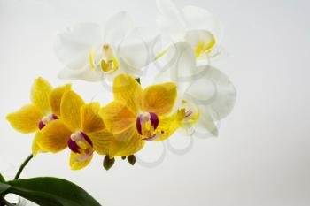 Yellow and white phalaenopsis orchids on white background. Flower frame. Flower background. Flower bouquet. Greeting card. Mothers day. Place for text. Copy space. Orchids