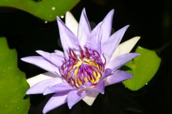 Beautiful purple waterlily flower in a pond. Waterlily. Water lily. Lotus flower. Lily flower. Beautiful
flower.
