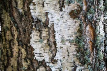 White bark and moss background. Birch bark background. Birch bark texture. Tree bark background. Bark background. Bark texture. Tree bark texture