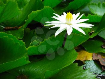 White waterlily with green leaves in a pond. Water lily. Lotus flower.  Lily flower.  Waterlily.