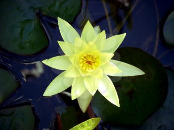 Yellow waterlily in a pond. Lily flower.  Waterlily. Water lily. Lotus flower. 